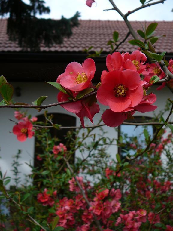 Apartamento La Ferme De Sissi Smrzice Habitación foto